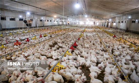 تولید مرغ در خراسان رضوی افزایش می‌یابد