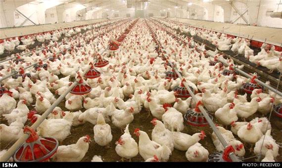 تولید 125 هزار تن گوشت مرغ در خراسان رضوی از ابتدای سال
