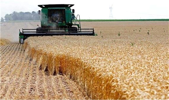 12 هزار تن گندم در سبزوار تولید شد