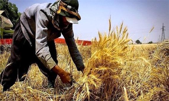 افزایش 3 برابری خرید تضمینی گندم در اسفراین
