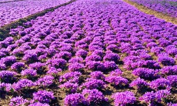 کاهش 50 درصدی صادرات زعفران طی 6 ماه گذشته